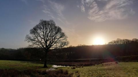A tree in a field silhouetted by the rising Sun 