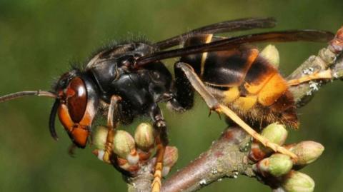 Asian hornet pictured sitting on a branch. It has an orange face, with dark brown eyes, a black body and a yellow abdomen. 