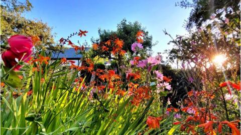 Multi-coloured flowers against a blue sky with the sun to the right