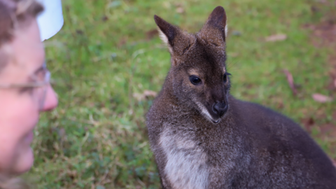 Close up image of a wallaby. The animal is standing on an area of grass. It has brown, grey and white fur and pointy ears with dark eyes. 