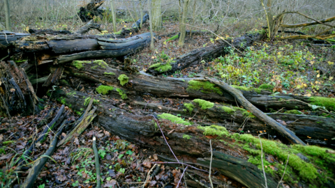 Elm trees killed by Dutch elm disease