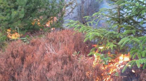 Various green and brown trees and bushes, with flames engulfing some of them and white smoke filling the area.