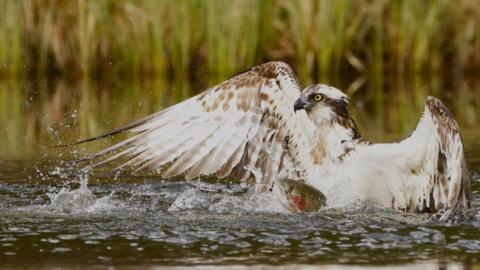 Osprey