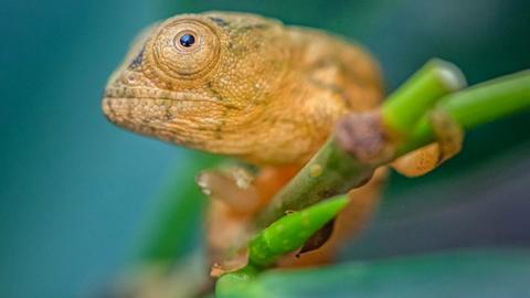 Parson's chameleon at Chester Zoo