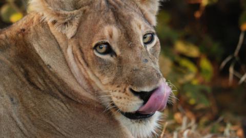  A lion in South Luangwa National Park, Zambia