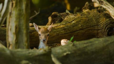 A fallow deer fawn with spots along its back looks alert as it hides among logs and trees