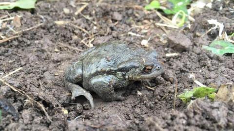 A Western toad is walking on a muddy patch of land. It has amber eyes and a dark green smooth skin.