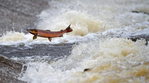 A leaping salmon