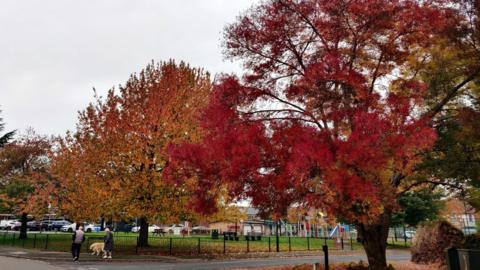 Two autumn trees next to a road, one is a bright red colour, the other is bright orange as the leaves change. There is a couple walking a brown dog on the pavement. Behind the trees you can see a playpark and parked cars.