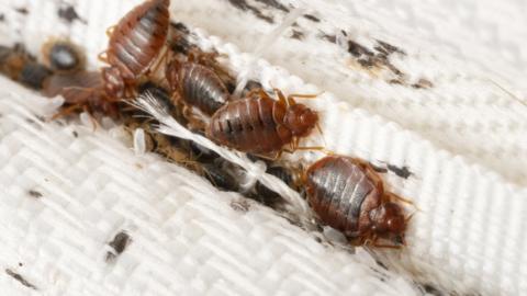 A group of bedbugs on a mattress