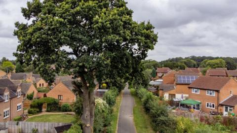 An at-risk 600-year-old oak tree in Peterborough.