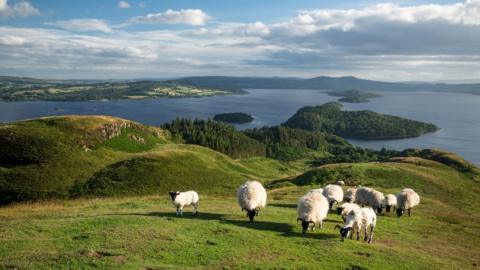 A general view of sheep grazing on a green grassy hill, overlooking a loch with wooded islands in the middle. Green fields can be seen on the far bank, underneath a blue sky with some cloud cover