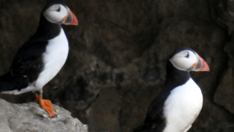 Two puffins sat facing the same way on a rock 