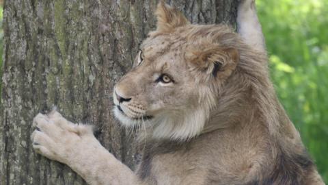A lion standing on its back paws uses a tree as a scratching post. It has cream coloured fur and amber coloured eyes.