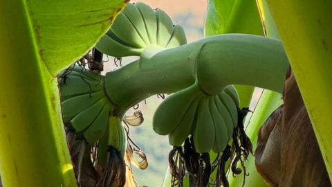 A close up picture of three bunches of small bananas which are all green amongst the stem of a banana plant.