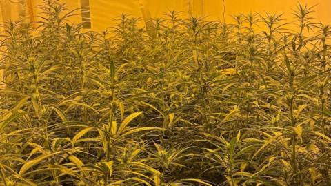 A large number of cannabis plants in a room, with a yellow light shining on them. There is a sheet is behind them.
