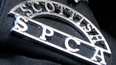 A close up of a badge with the logo of the Scottish SPCA on a black uniform.