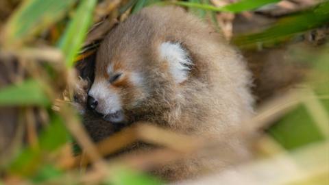 A baby red panda is curled up, asleep on a bed of grass. It is in the foetal position and looks to be a few days old.