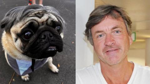 A pug smiles while sitting on some tarmac while wearing a grey wig. The image has been placed next to an image of Richard Madeley, who is smiling and is wearing a white t-shirt. 