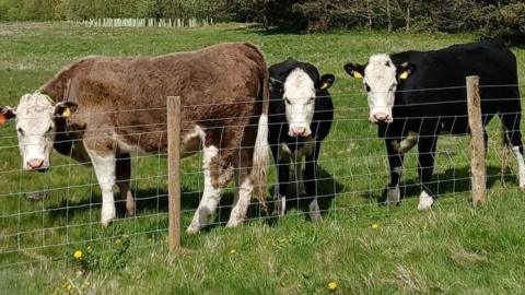 Three large brown and white cows with white ear tags stands side on with its head turned towards the camera. They are standing in a grass field with trees behind it. The three are next to each other behind a fence. They are looking at the camera and have white heads. The furthest left one has a slightly brown coat, whereas the other have black coats and are smaller.