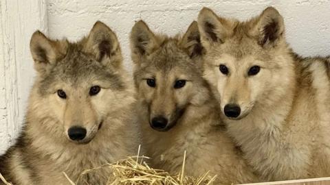 Three wolf-dog puppies that all look the same, they are cream and brown coloured with pointy ears and a long nose, wolf like features