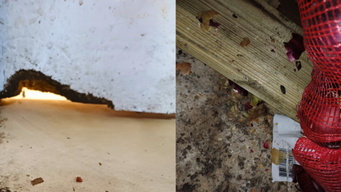 A collage of two pictures showing the results of a rat infestation indoors - an onion pack and a door base have been chewed off.
