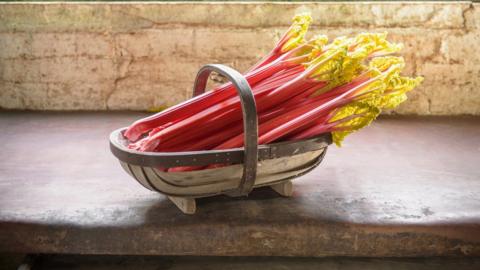 Rhubarb