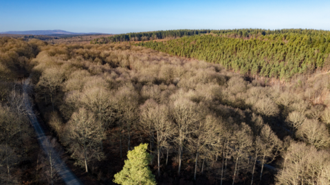 Wyre Forest from the air