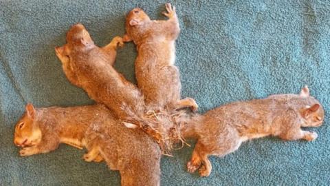 A picture shows the five juvenile squirrels while under anaesthetic, before their tangled tails were cut free