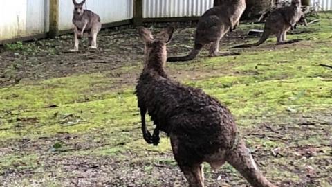 The kangaroo looking at other kangaroos in the enclosure