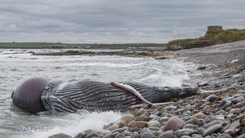 Dead whale