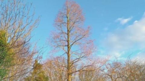 Dawn redwood in Sheffield