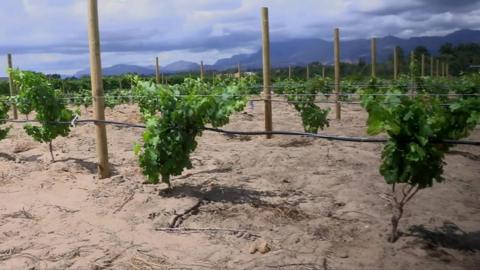 Vineyards in South Africa's Western Cape