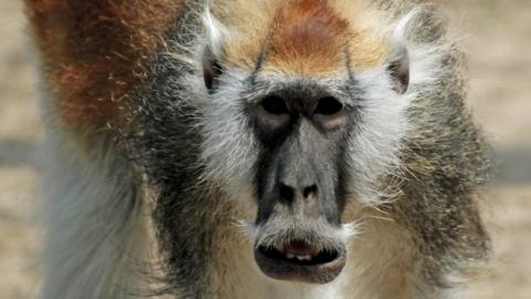 Blue Nile patas monkey