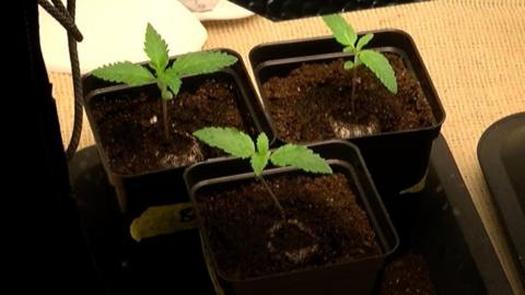 Cannabis plants
