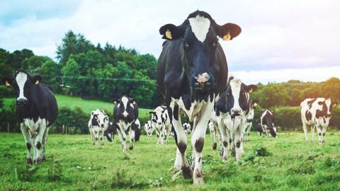 Fresian dairy cows in a field