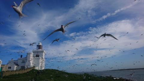 Sky full of birds over Coquet Island