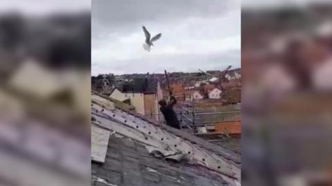 Roofers use broomsticks to fend off seagulls
