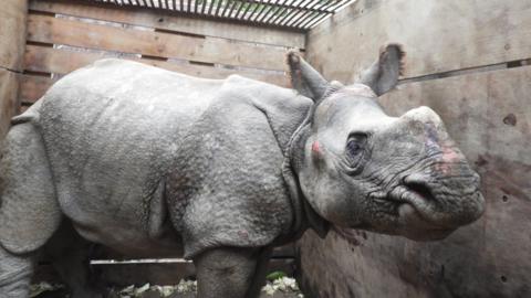 The young female rhino