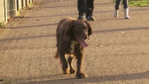 Dog in park