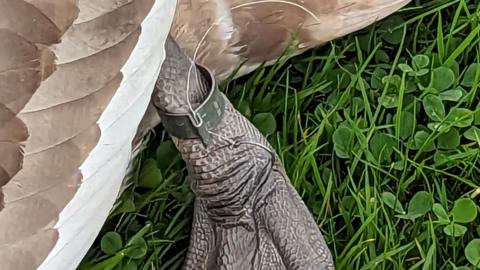 Fishing hook embedded in the cygnet's leg