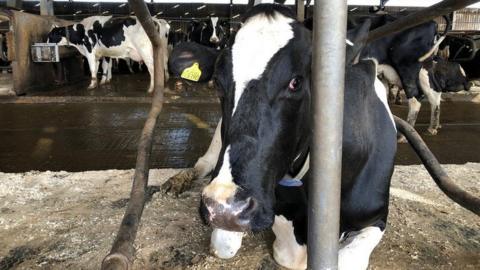 Cow in the dairy shed