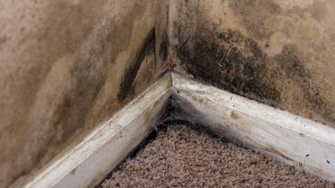 mould in a house