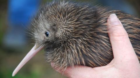 A kiwi chick in a person's hand