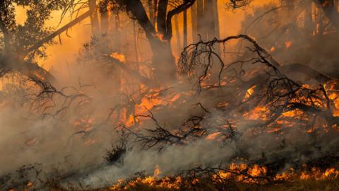 california-wildfires.