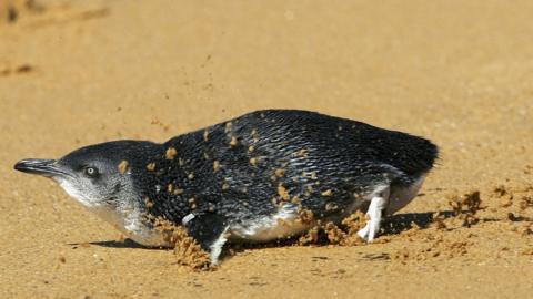 A fairy penguin is released into the wild on Sydney beach