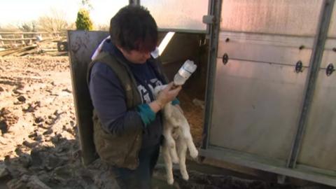 Farm owner Tracy Middleton feeds an orphaned lamb