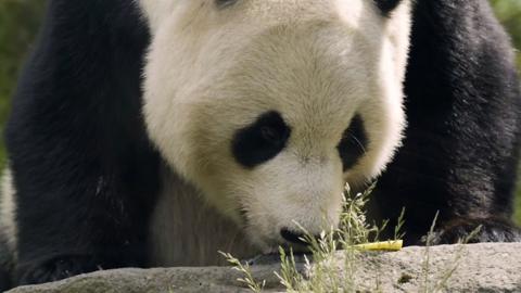 Giant pandas at Edinburgh Zoo