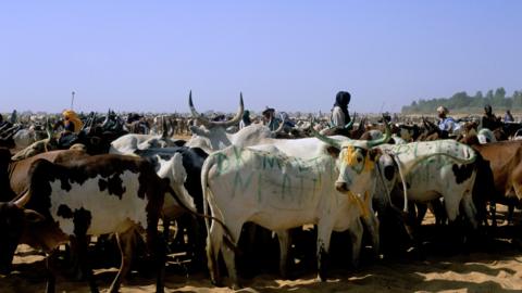 Fulani semi-nomadic herders in Diafarabe, Mali