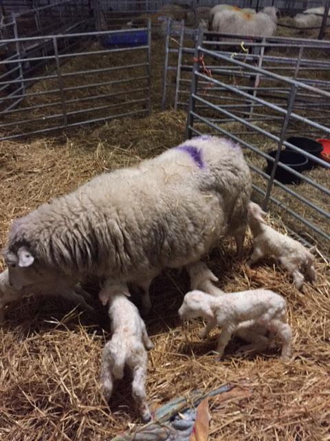 Ewe and lambs